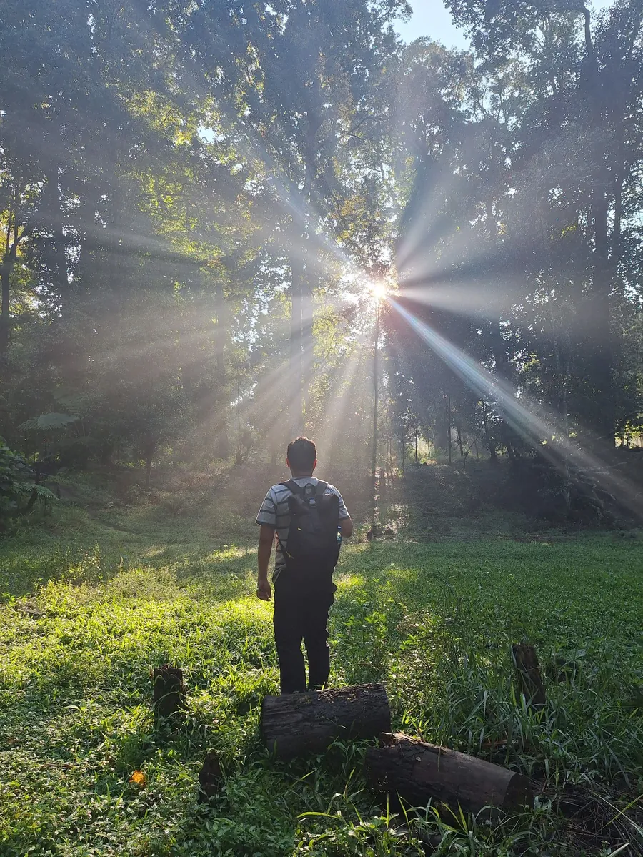 Sleep better naturally with morning light: person walking in a sunlit forest